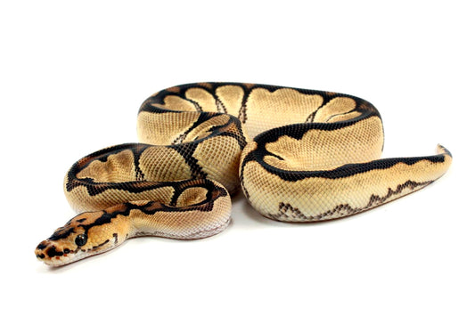Super Orange Dream Clown Ball Python
