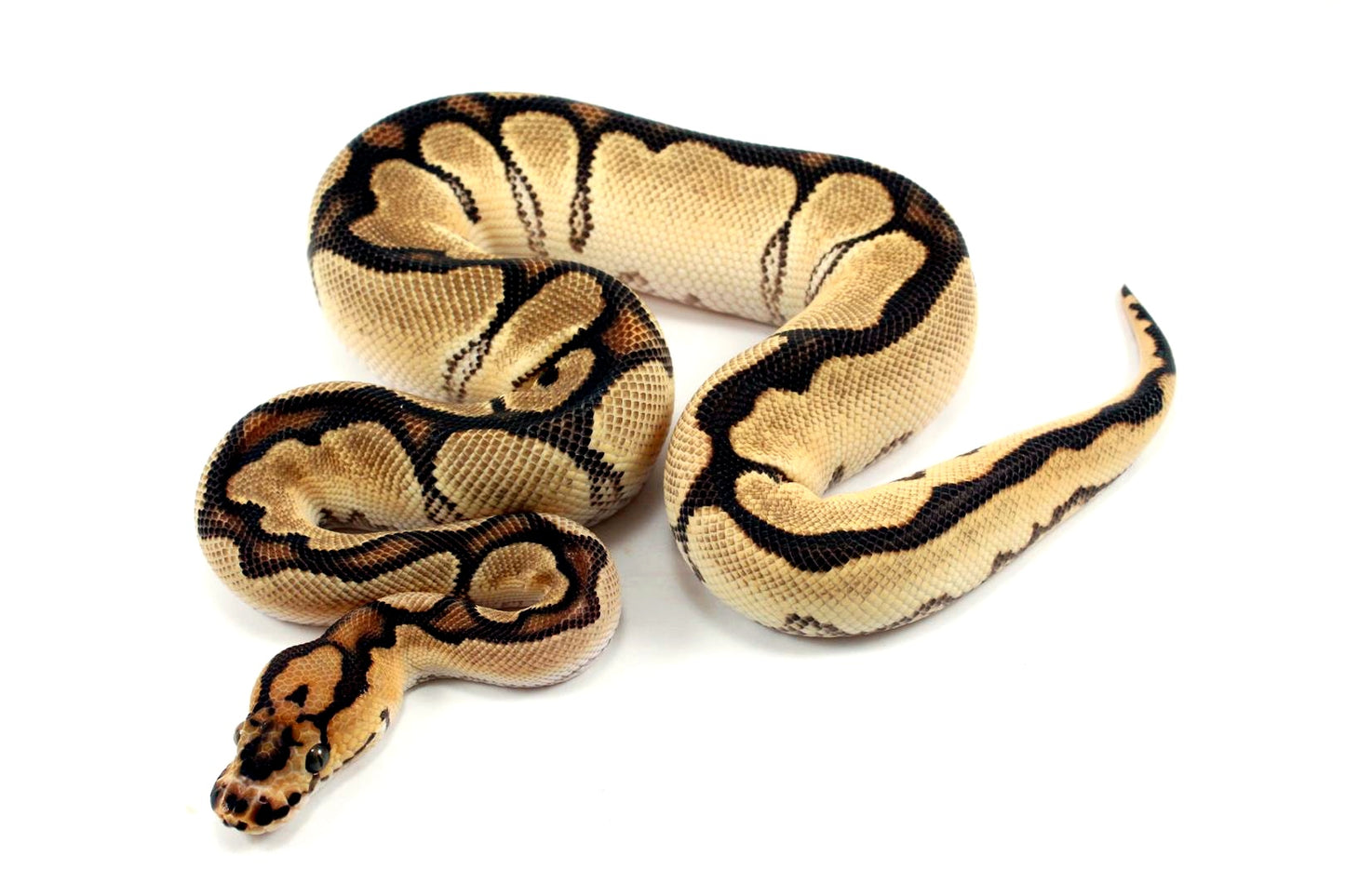Super Orange Dream Clown Ball Python