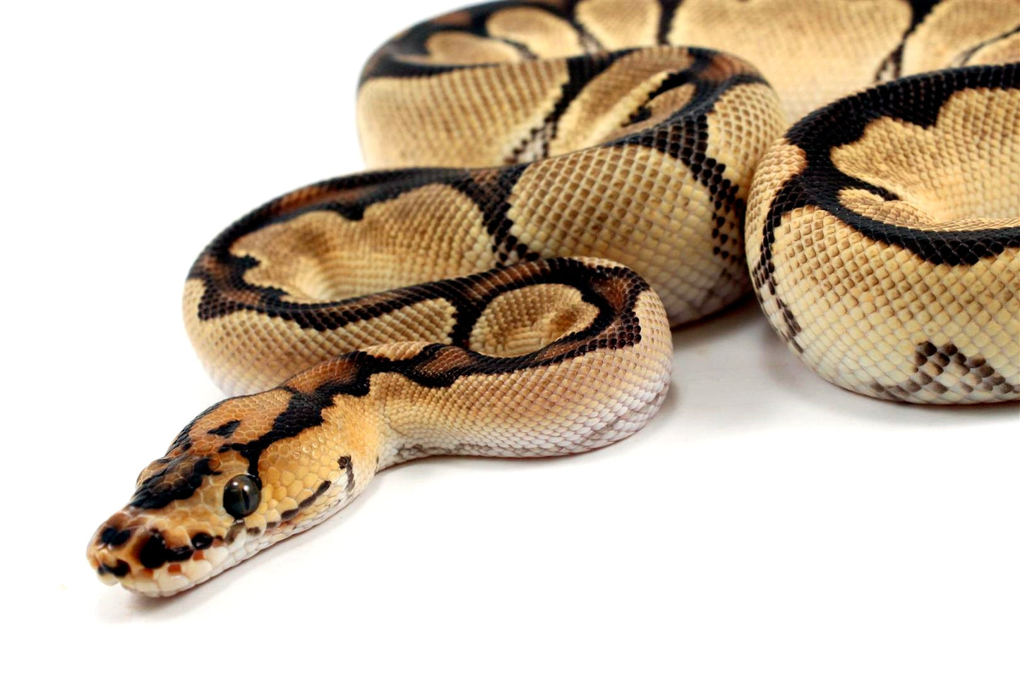 Super Orange Dream Clown Ball Python