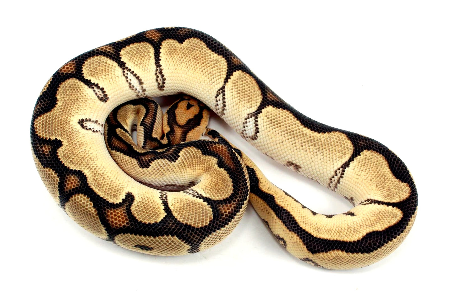 Super Orange Dream Clown Ball Python