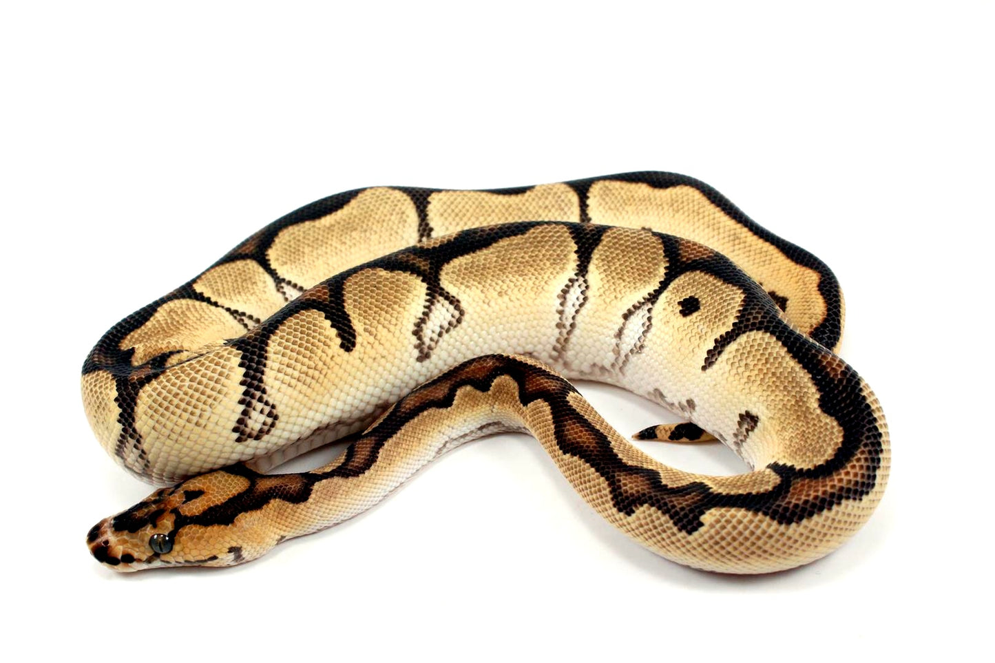 Super Orange Dream Clown Ball Python