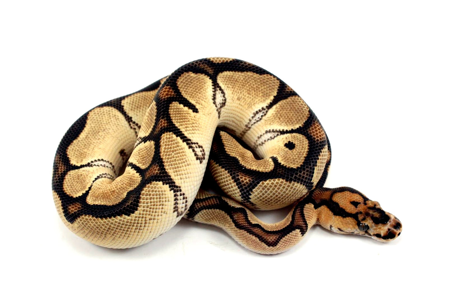 Super Orange Dream Clown Ball Python