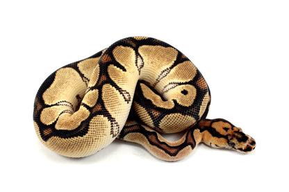 Super Orange Dream Clown Ball Python