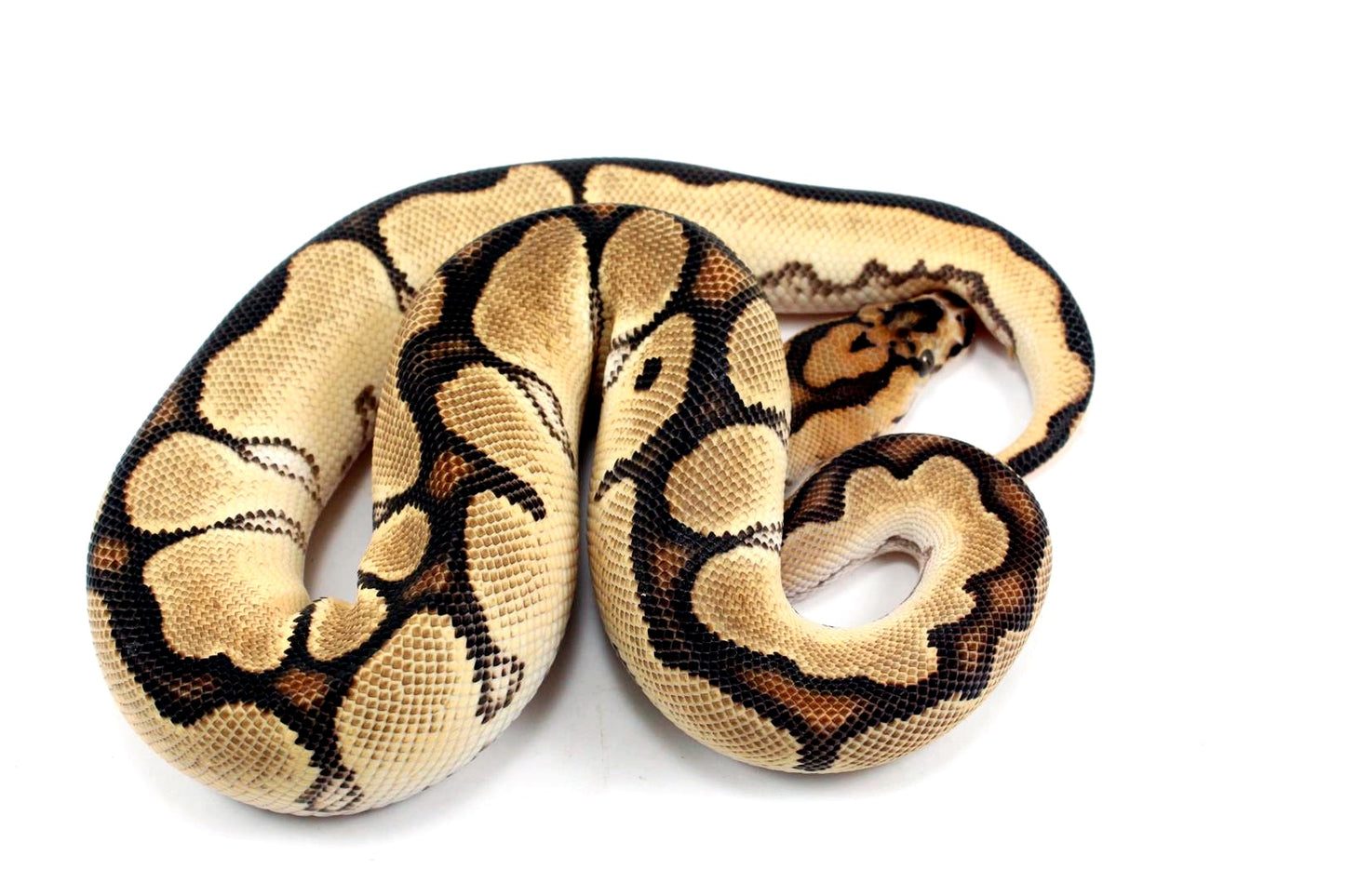 Super Orange Dream Clown Ball Python
