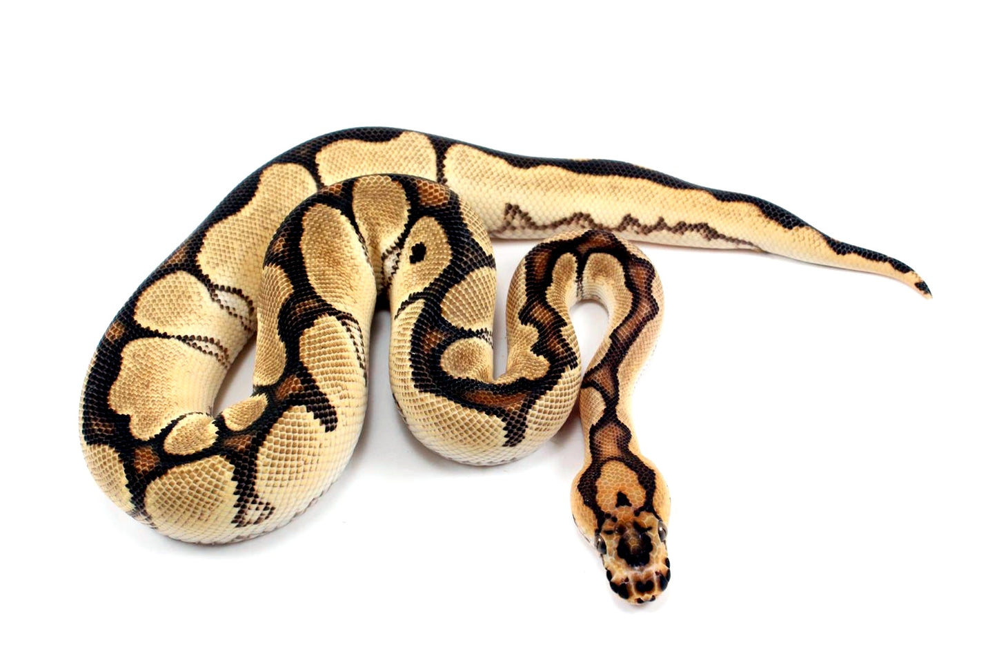 Super Orange Dream Clown Ball Python