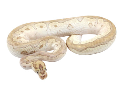 Orange Dream Lesser Clown Ball Python All Reptiles