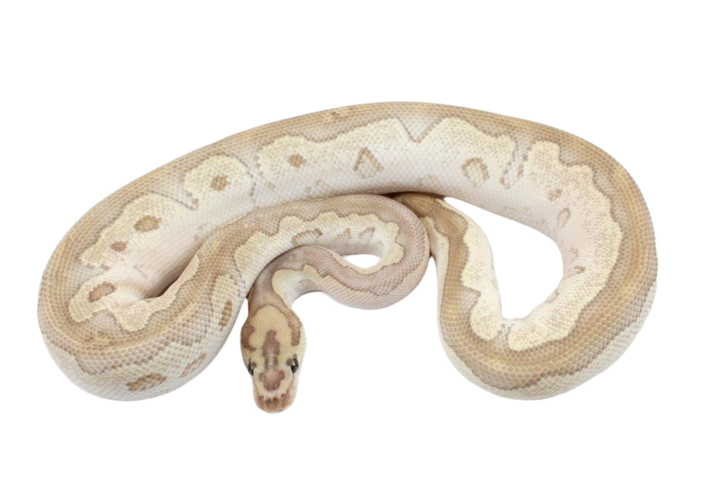 Orange Dream Lesser Clown Ball Python All Reptiles