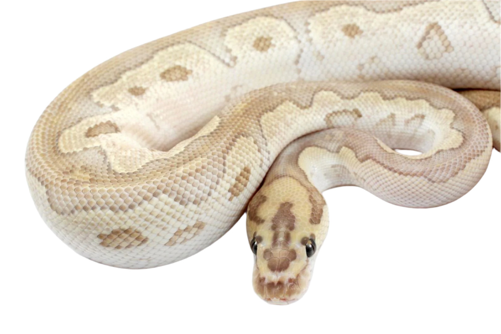 Orange Dream Lesser Clown Ball Python All Reptiles