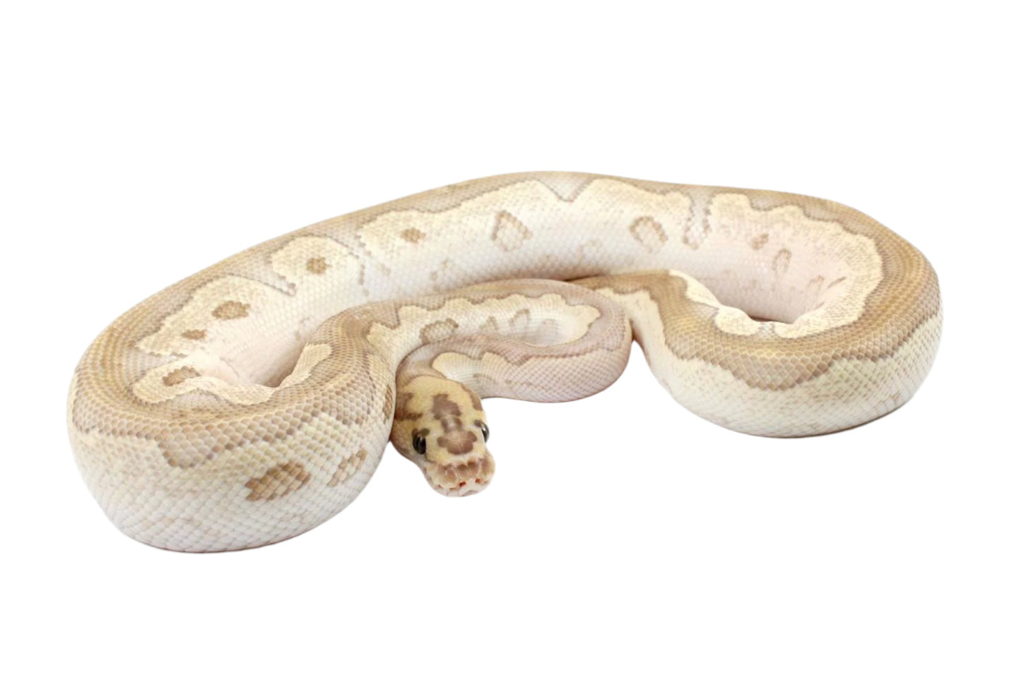 Orange Dream Lesser Clown Ball Python All Reptiles
