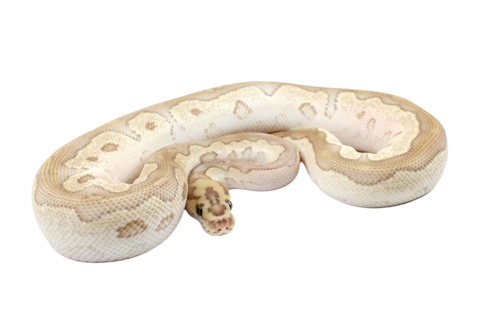 Orange Dream Lesser Clown Ball Python All Reptiles