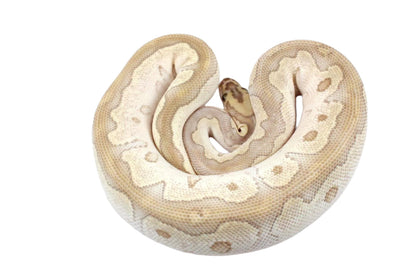 Orange Dream Lesser Clown Ball Python All Reptiles