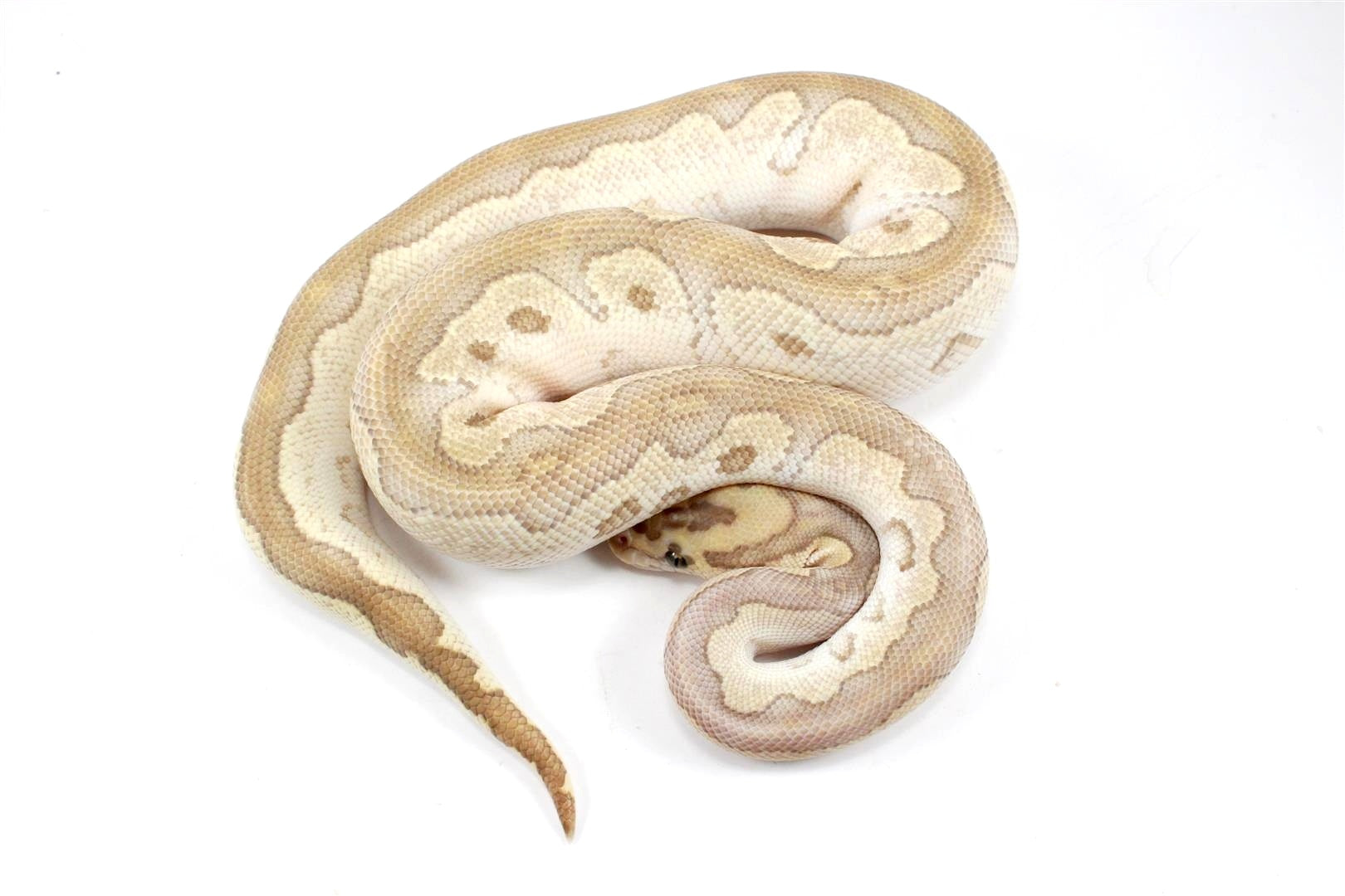 Orange Dream Lesser Clown Ball Python All Reptiles