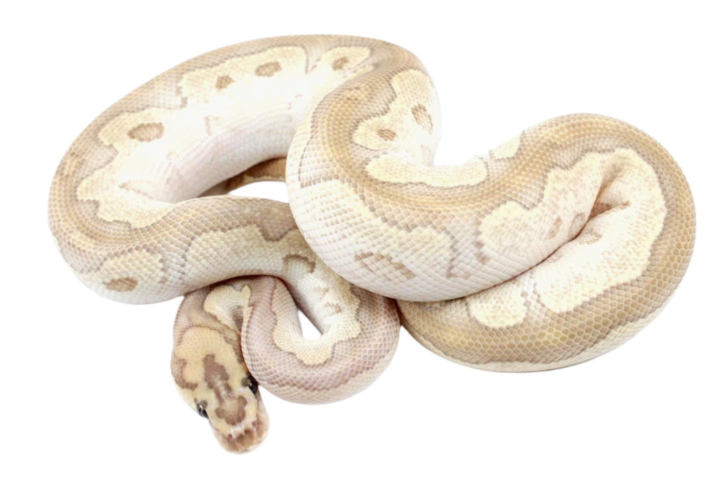 Orange Dream Lesser Clown Ball Python All Reptiles