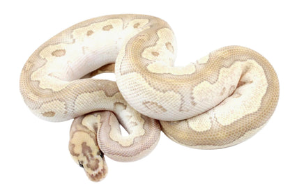 Orange Dream Lesser Clown Ball Python All Reptiles