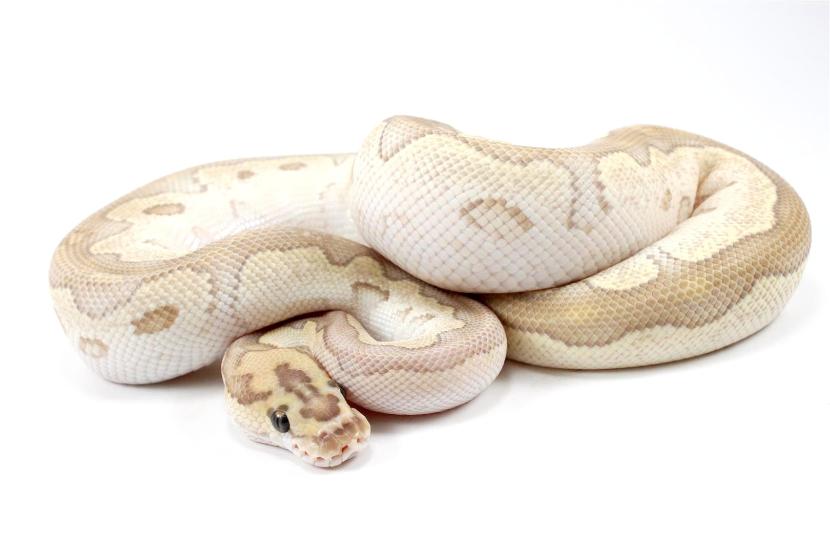 Orange Dream Lesser Clown Ball Python All Reptiles