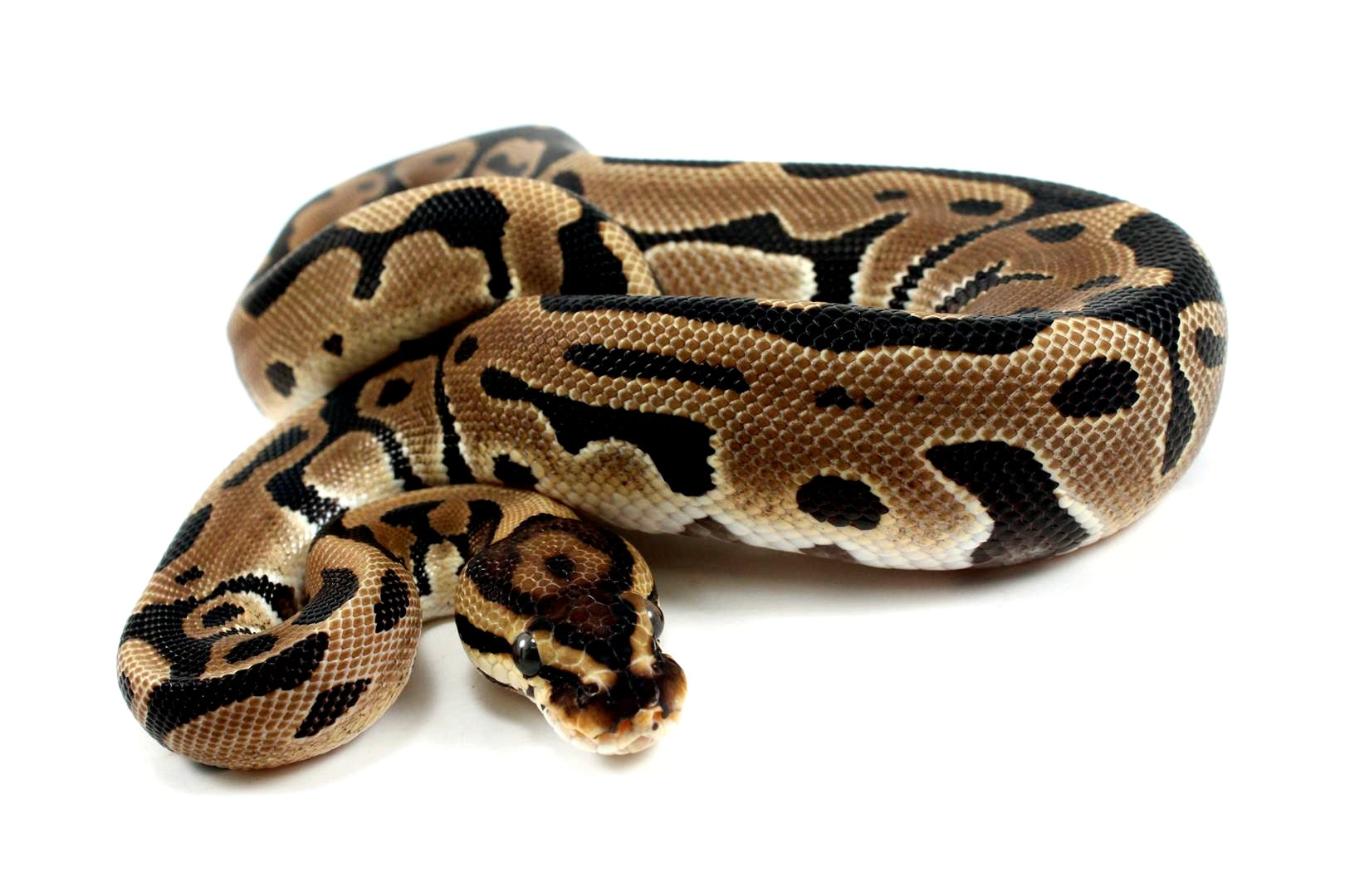 Leopard het Clown Ball Python – All Reptiles