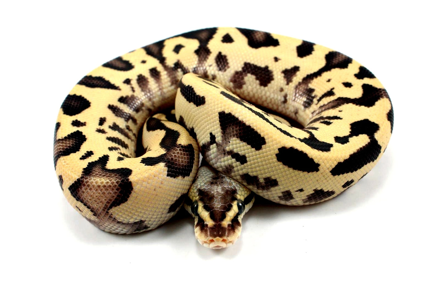 Pastel Fire Leopard Yellow Belly Ball Python