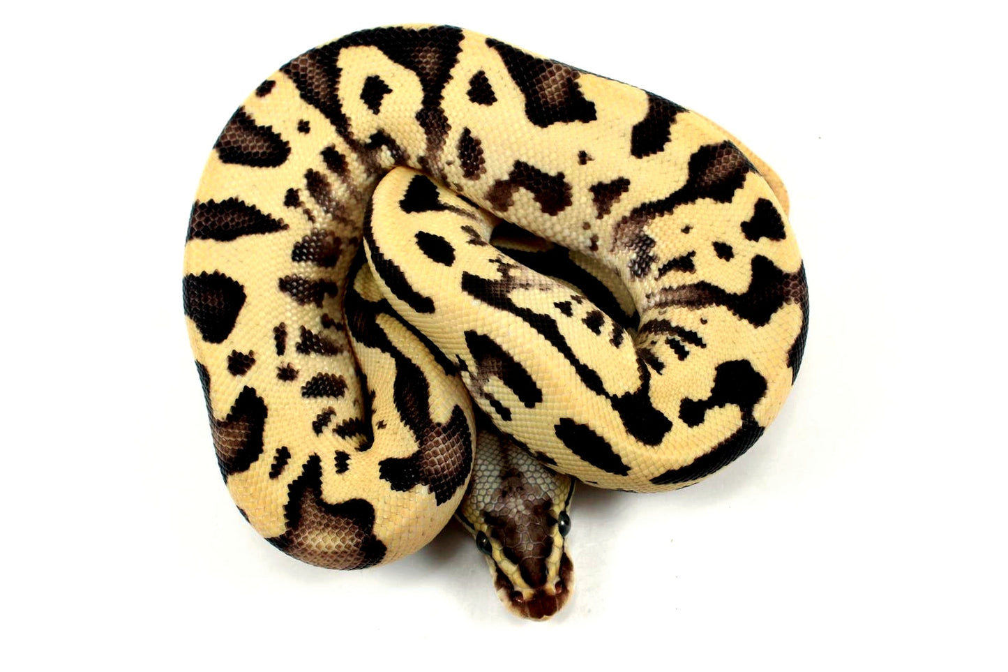 Pastel Fire Leopard Yellow Belly Ball Python