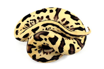Pastel Fire Leopard Yellow Belly Ball Python