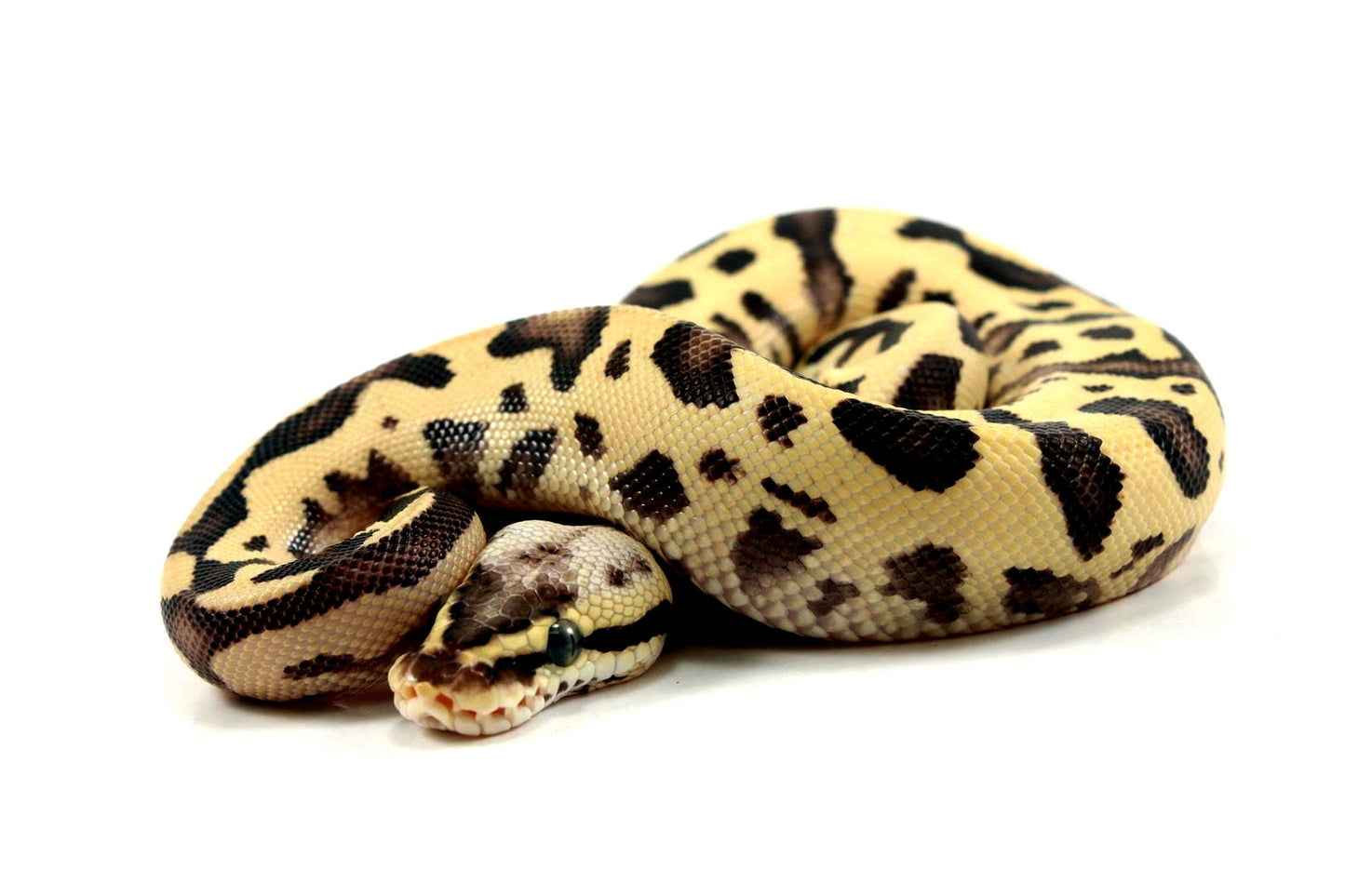 Pastel Fire Leopard Yellow Belly Ball Python
