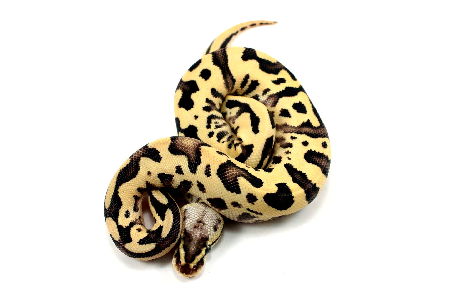 Pastel Fire Leopard Yellow Belly Ball Python
