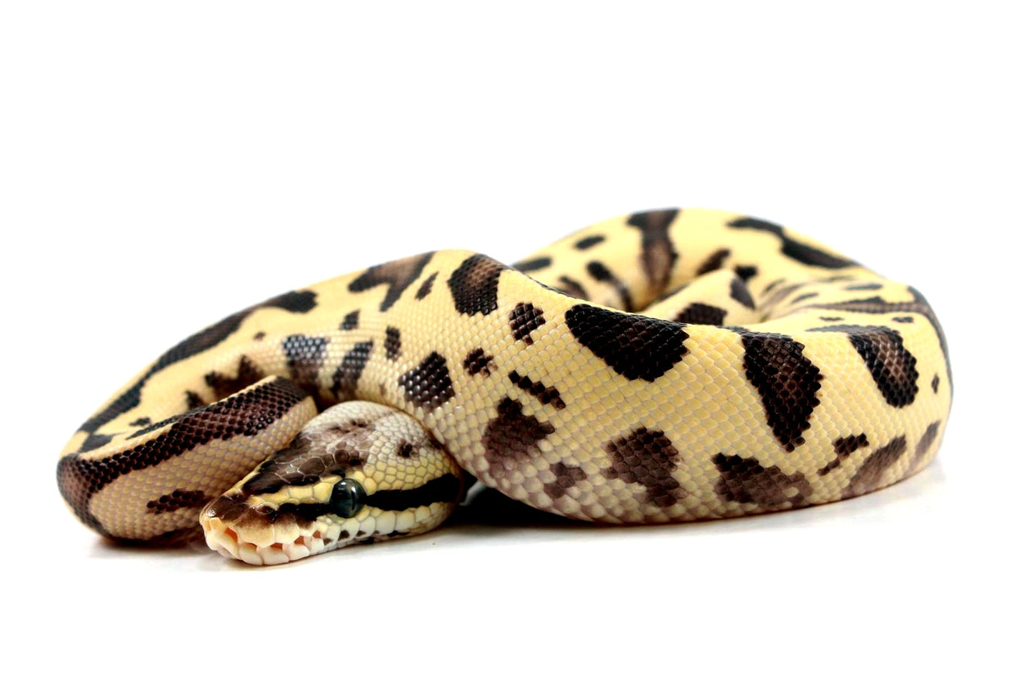 Pastel Fire Leopard Yellow Belly Ball Python