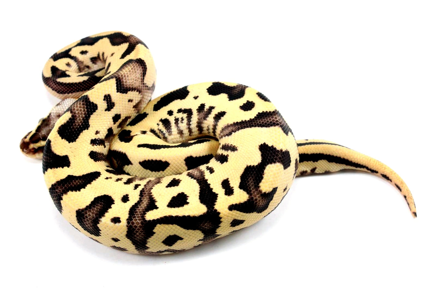 Pastel Fire Leopard Yellow Belly Ball Python