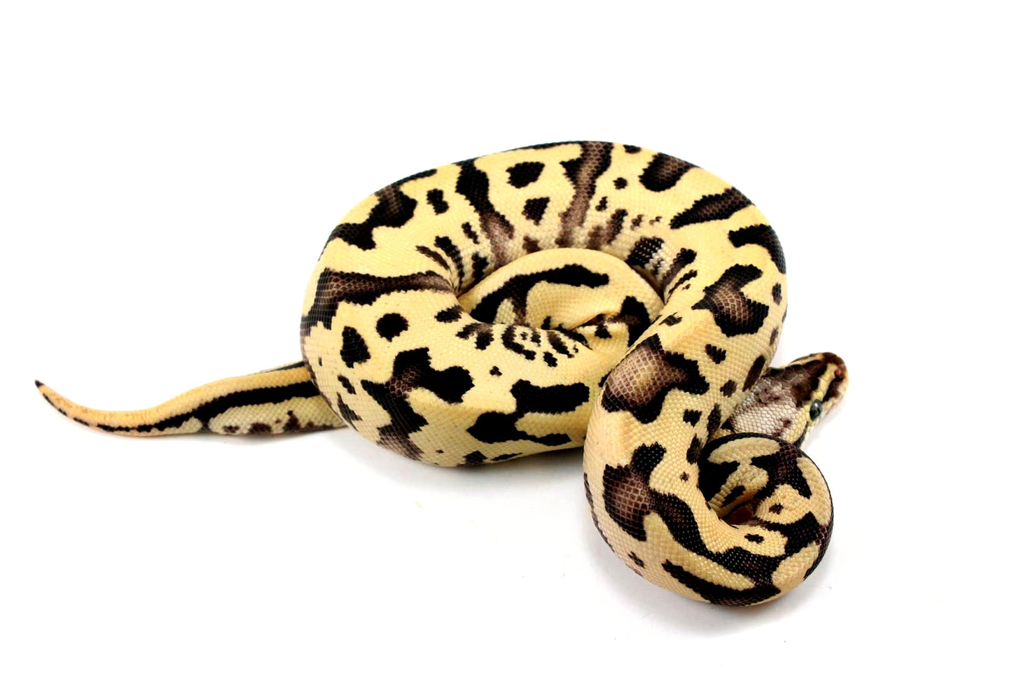 Pastel Fire Leopard Yellow Belly Ball Python