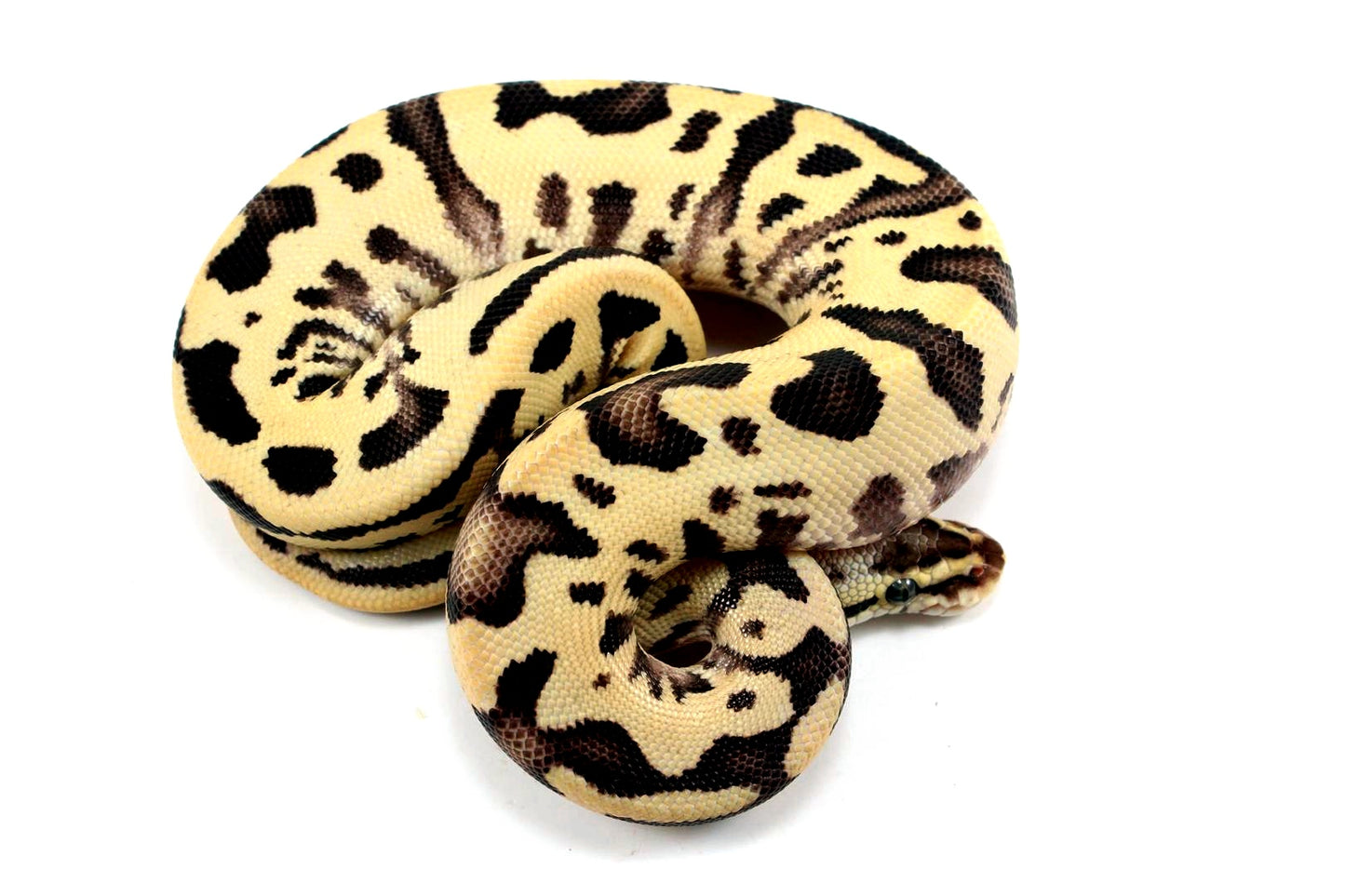 Pastel Fire Leopard Yellow Belly Ball Python