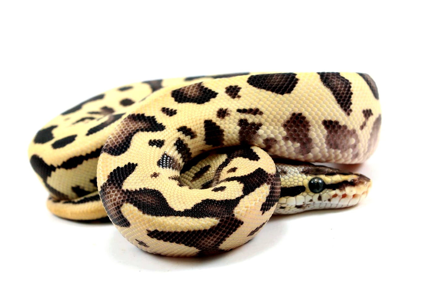 Pastel Fire Leopard Yellow Belly Ball Python