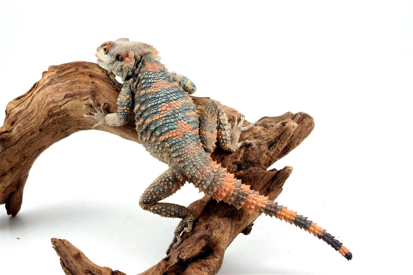 Painted Agama - Adult Male