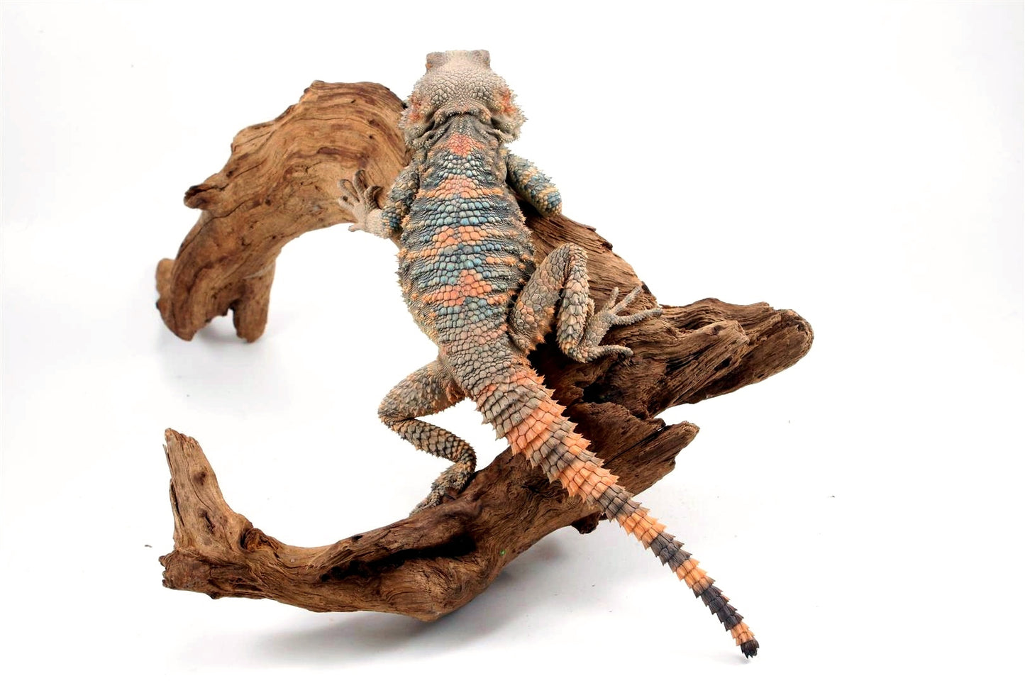 Painted Agama - Adult Male