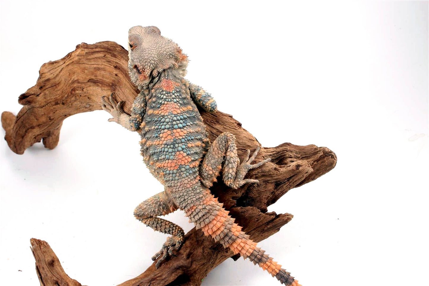 Painted Agama - Adult Male