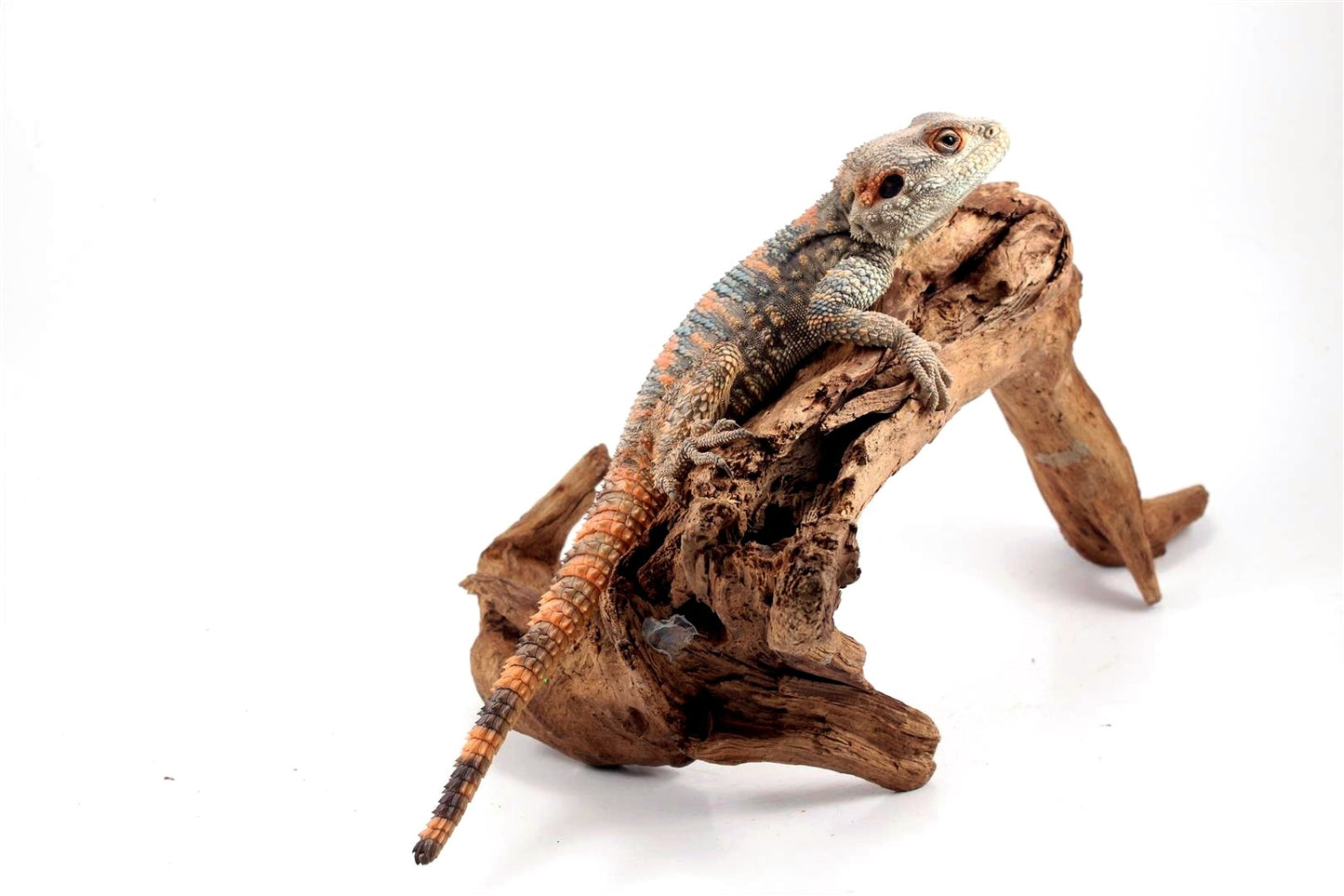 Painted Agama - Adult Male