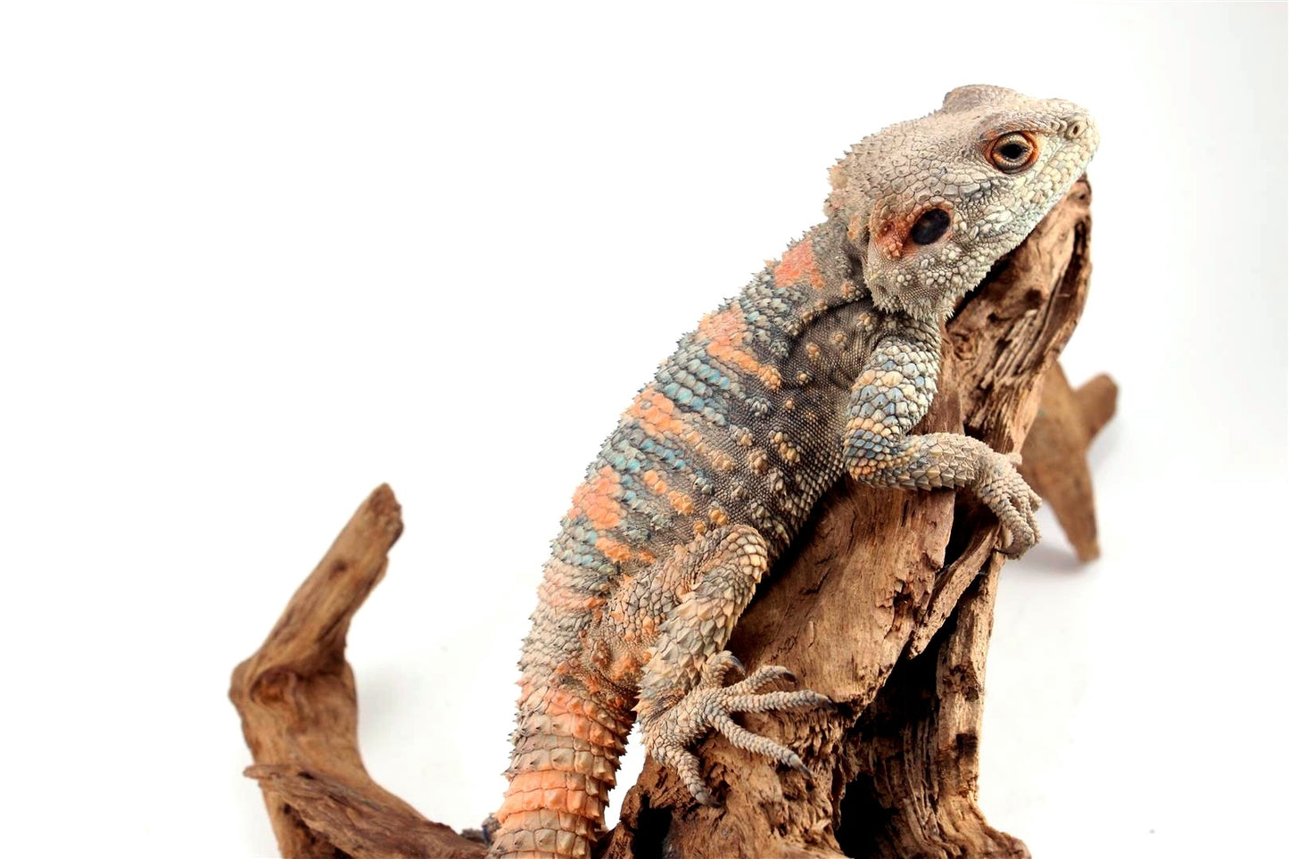 Painted Agama - Adult Male