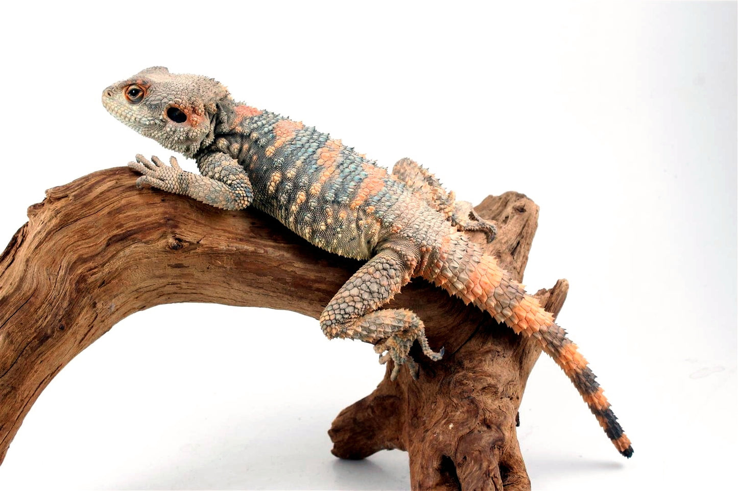 Painted Agama - Adult Male