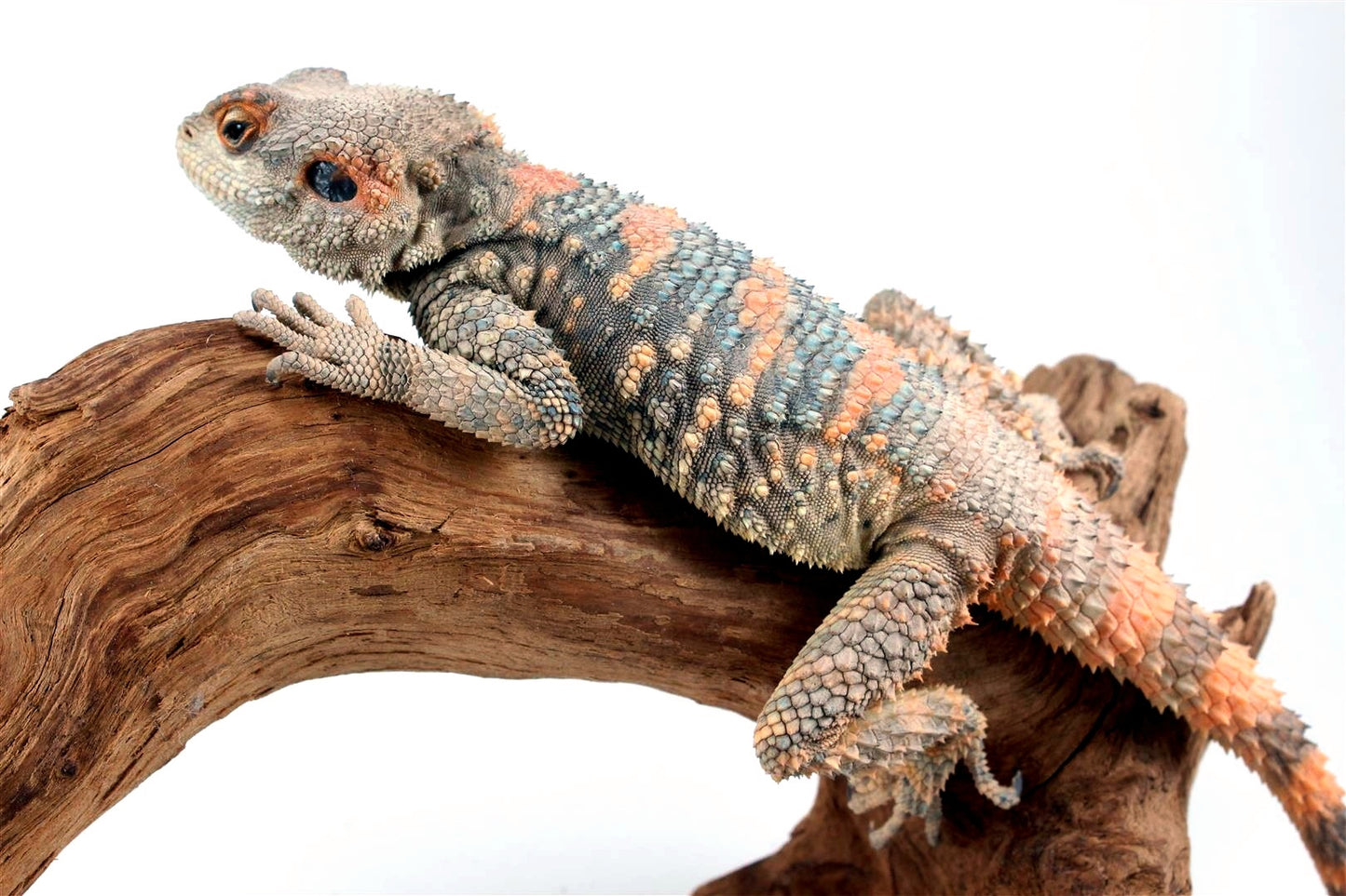 Painted Agama - Adult Male