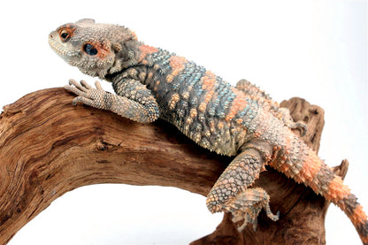 Painted Agama - Adult Male