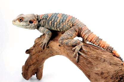 Painted Agama - Adult Male