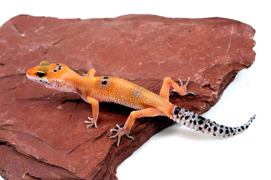 Clown Leopard Gecko