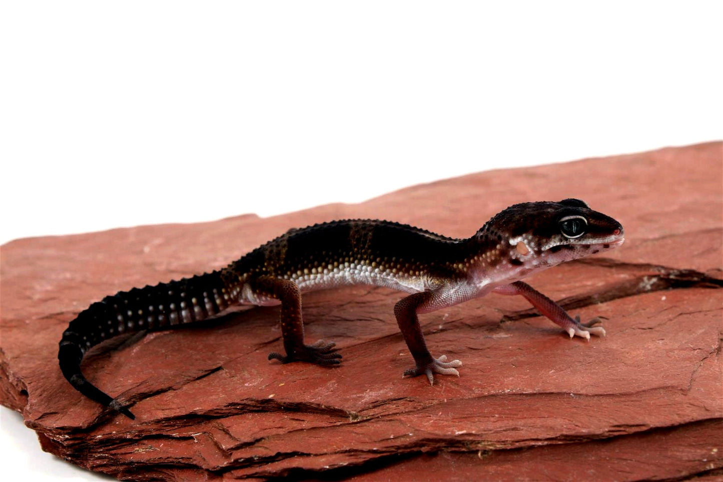 Medium Grade Black Night Leopard Gecko All Reptiles