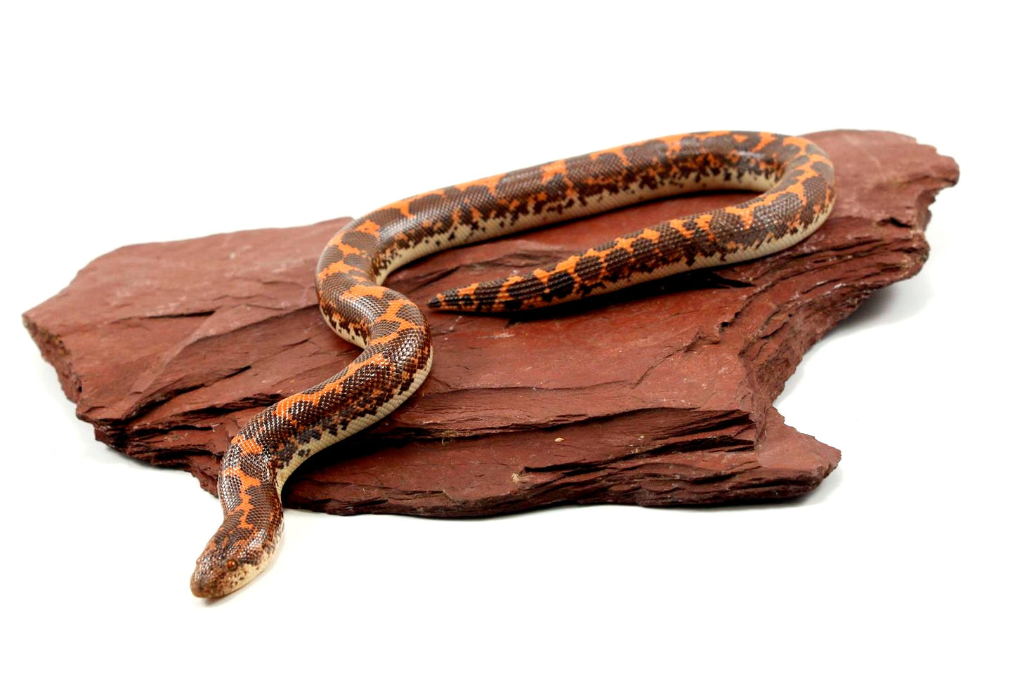 Het Anery Kenyan Sand Boa
