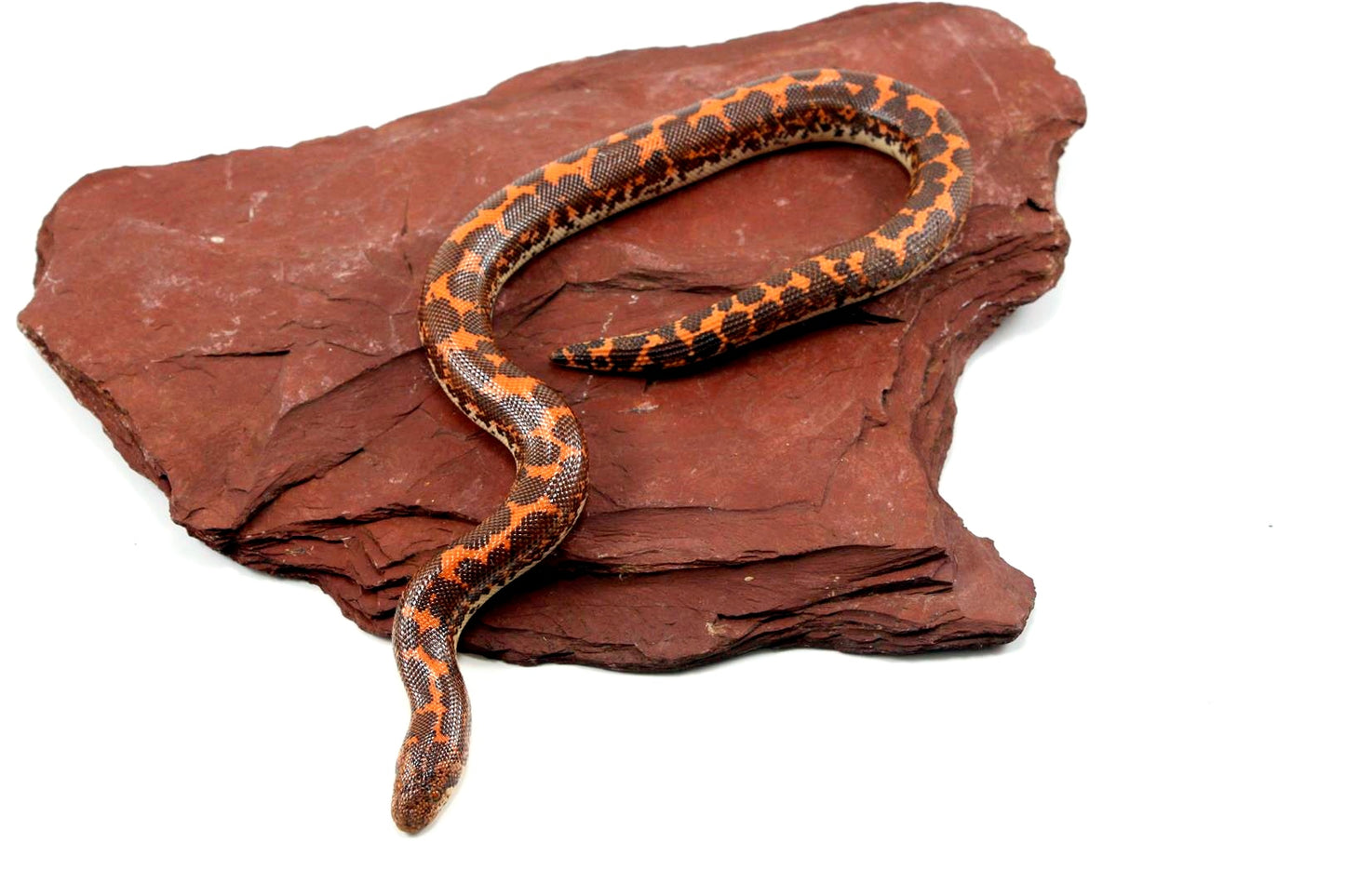 Het Anery Kenyan Sand Boa