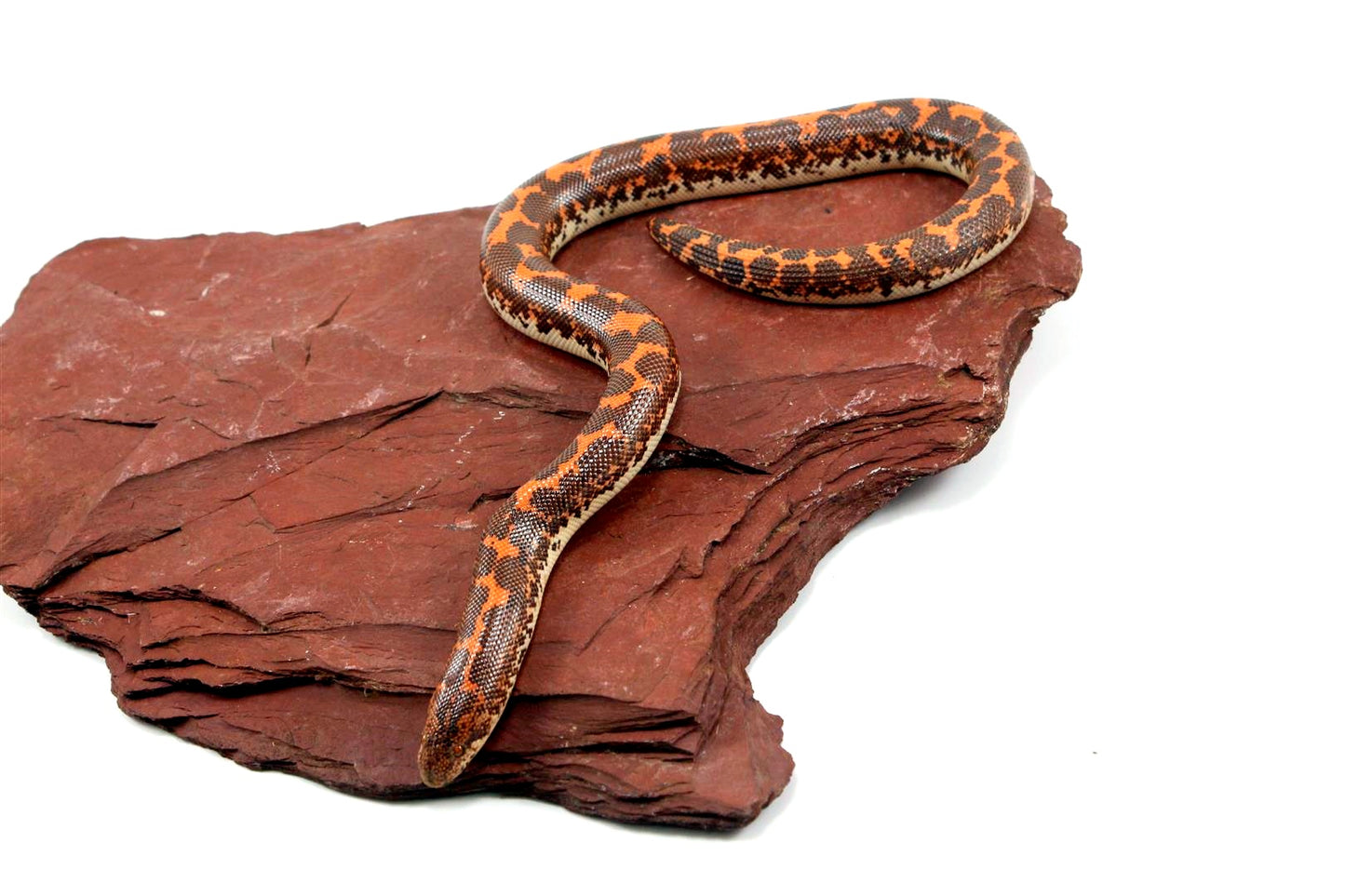 Het Anery Kenyan Sand Boa