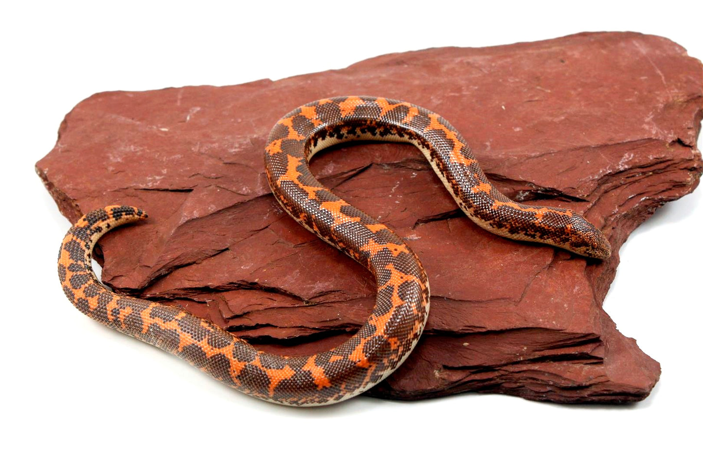 Het Anery Kenyan Sand Boa