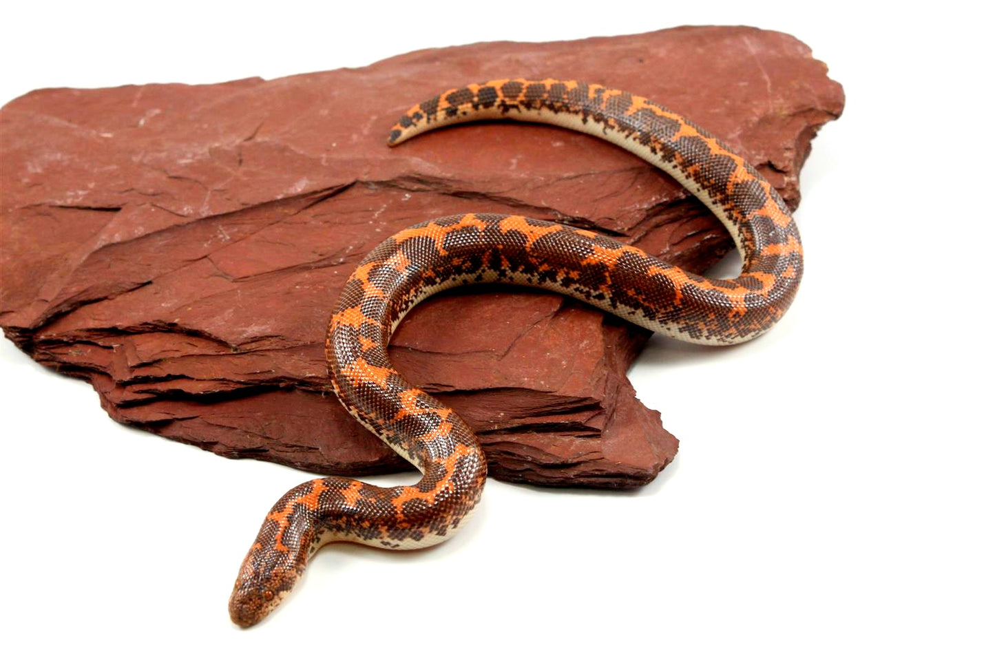 Het Anery Kenyan Sand Boa
