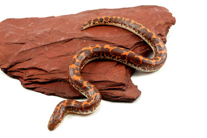 Het Anery Kenyan Sand Boa