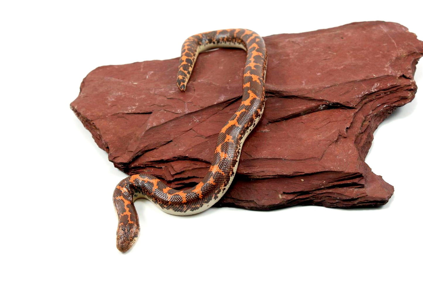 Het Anery Kenyan Sand Boa
