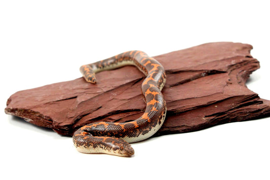 Het Anery Kenyan Sand Boa