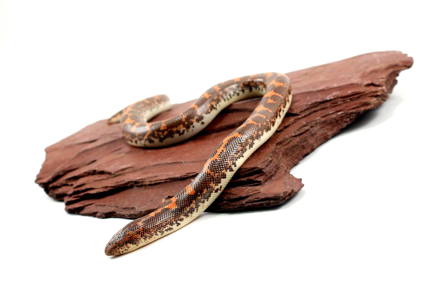 Het Anery Kenyan Sand Boa
